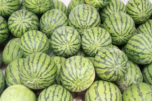 尽情吃瓜的日子