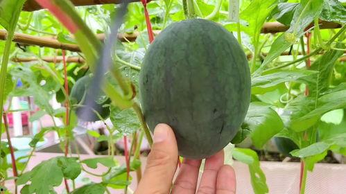 瓜友们吃瓜了,吃瓜了，揭秘娱乐圈最新热点事件