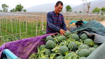 吃羊山瓜,探寻绿色生态美食之旅