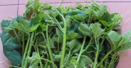 嫩瓜叶怎么吃,探索绿色蔬菜的新境界