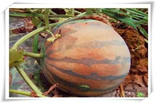 吃瓜都不甜的瓜叫什么