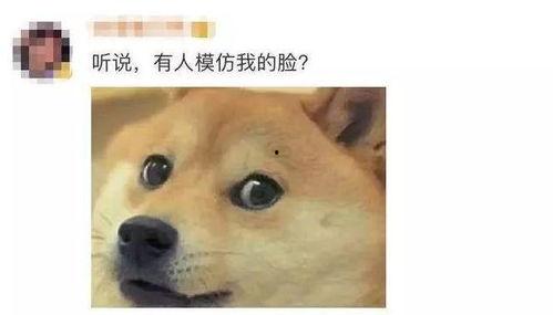 2684吃瓜狗头团新号