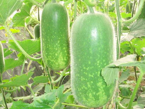 吃瓜大赛英文内容,Summing Up the Great Watermelon Eating Contest: A Global Gastronomic Showdown!