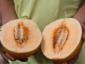 超管吃瓜,揭秘网络世界中的“瓜田”风云