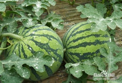 吃瓜的秘诀,掌握这些秘诀，轻松成为瓜界高手